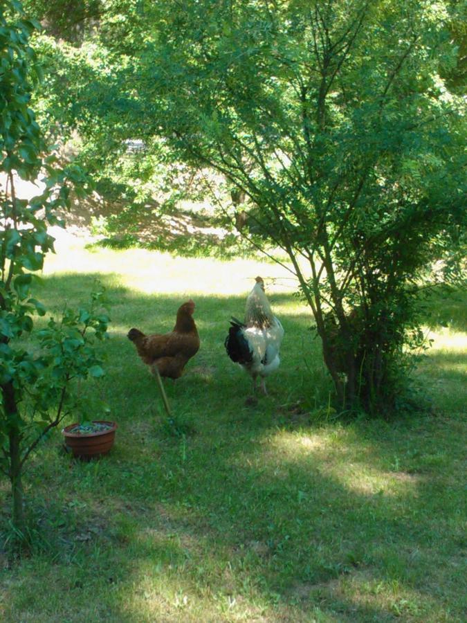Agroturystyka Przysiółek Trzonki Pisz Exterior foto